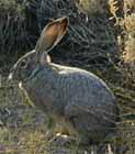 2002-10_Bodie_wily_wabbit_4.jpg