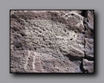 Click to enlarge 2010-10-09_picto-petro-glyph-inyo-nj-018.jpg