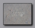 Click to enlarge 2010-10-09_picto-petro-glyph-inyo-nj-046.jpg