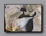 Click to enlarge 2010-10-09_picto-petro-glyph-inyo-nj-052.jpg