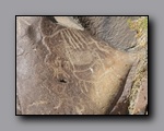 Click to enlarge 2010-10-09_picto-petro-glyph-inyo-nj-060.jpg
