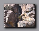 Click to enlarge 2010-10-09_picto-petro-glyph-inyo-nj-074.jpg