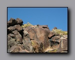 Click to enlarge 2010-10-09_picto-petro-glyph-inyo-sh-1864.jpg