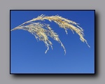 Click to enlarge 2005-03_bishop_02_reeds.jpg