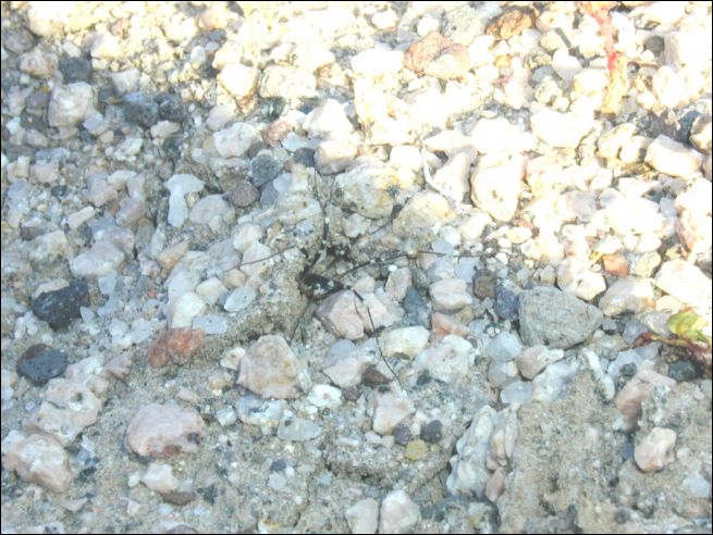2005-03_owlsheadmtn_03_spider.jpg