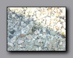 Click to enlarge 2005-03_owlsheadmtn_03_spider.jpg