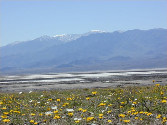 2005-03_deathv_10_flower.jpg