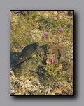 Click to enlarge 2005-03_deathv_28_flower_owlsheadmtn.jpg