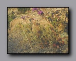 Click to enlarge 2005-03_deathv_30_flower_owlsheadmtn.jpg