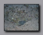 Click to enlarge 2005-03_deathv_36_flower_owlsheadmtn.jpg