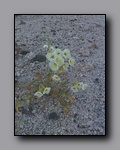 Click to enlarge 2005-03_deathv_37_flower_owlsheadmtn.jpg