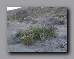 Click to enlarge 2005-03_deathv_42_flower_owlsheadmtn.jpg
