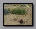 Click to enlarge 2005-03_deathv_50_flower_owlsheadmtn.jpg