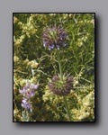 Click to enlarge 2005-03_deathv_52_flower_owlsheadmtn.jpg
