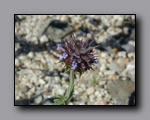 Click to enlarge 2005-03_deathv_54_flower_owlsheadmtn.jpg