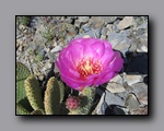 Click to enter Flora