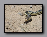 Click to enter Routes, Critters, Miscellaneous