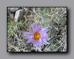 Click to enlarge 2009-04-inyo-lone-miner-nj-257.jpg