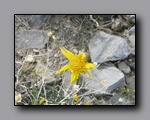 Click to enlarge 2009-04-inyo-lone-miner-nj-261.jpg