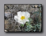 Click to enlarge 2009-04-inyo-lone-miner-nj-267.jpg