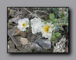 Click to enlarge 2009-04-inyo-lone-miner-nj-269.jpg