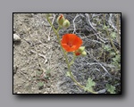 Click to enlarge 2009-04-inyo-lone-miner-nj-270.jpg