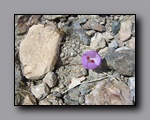 Click to enlarge 2009-04-inyo-lone-miner-nj-276.jpg