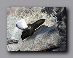 Click to enlarge 2009-04-inyo-lone-miner-nj-174.jpg