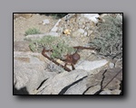 Click to enlarge 2009-04-inyo-lone-miner-nj-197.jpg