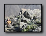 Click to enlarge 2009-04-inyo-lone-miner-nj-219.jpg