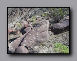 Click to enlarge 2009-04-inyo-lone-miner-nj-016.jpg