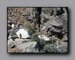 Click to enlarge 2009-04-inyo-lone-miner-nj-085.jpg