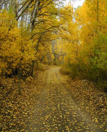 2004-10_masonic_leaves_trail_b_1.jpg