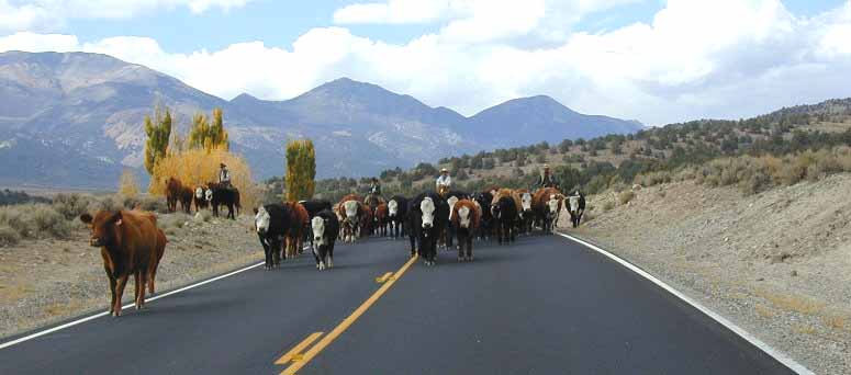 2004-10_sweetwater_cattle_a_1.jpg
