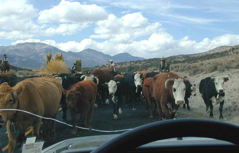 2004-10_sweetwater_cattle_b_1.jpg