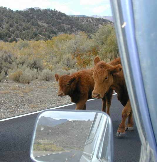 2004-10_sweetwater_cattle_c_1.jpg