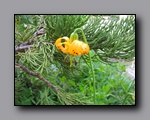 Click to enter Flora