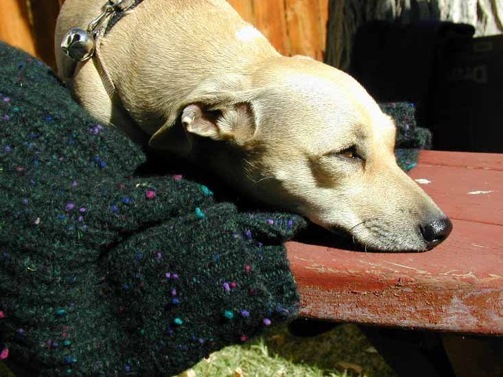 BentonHS_DS_Chihuahua_C_01.jpg