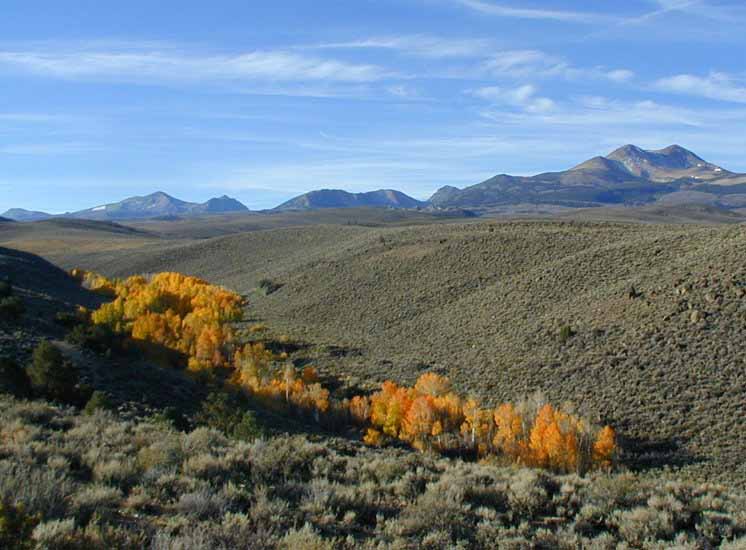 Crowley_Sierra_aspen_B_01.jpg