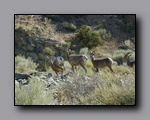 Fauna