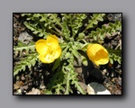 Click to enlarge p6110056.jpg
