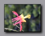 Click to enter Flora