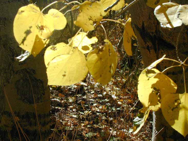 2002_Spooner_aspen_closeup_B_01.jpg