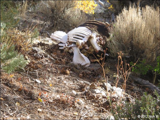 2012-10-07_nv_toiyabe_twin-rivers_nj_0008.jpg