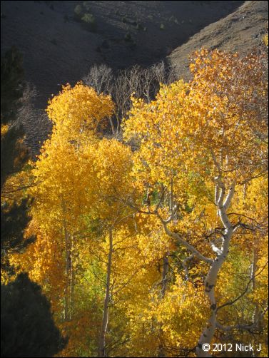 2012-10-07_nv_toiyabe_twin-rivers_nj_0010.jpg
