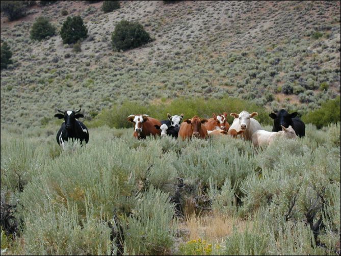 2005-08_dsurv_toiyabe_143.jpg