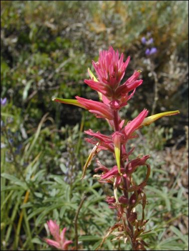 2005-08_dsurv_toiyabe_083.jpg