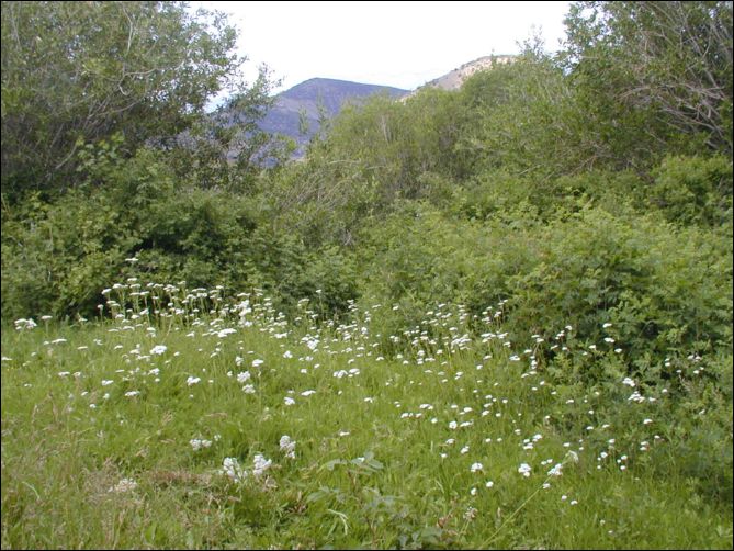 2005-08_dsurv_toiyabe_124.jpg