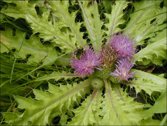 2005-08_dsurv_toiyabe_125.jpg