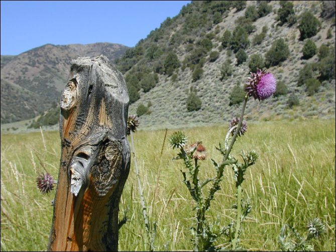 2005-08_dsurv_toiyabe_189.jpg